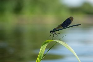 Gebänderte Prachtlibelle (Calopteryx splendens)