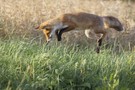 Junger Rotfuchs bei der Jagd