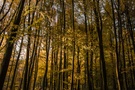 Streiflicht im Herbstwald
