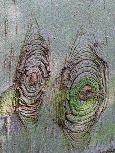 Baumdetail