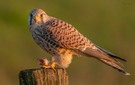 Turmfalke beim Abendbrot