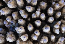 _____acropora_________