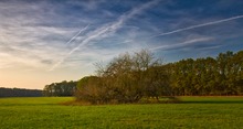 Herbstbaum