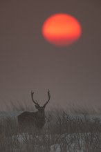 Sikahirsch im Sonnenuntergang