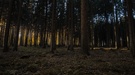 Herbstwald im Abendlicht