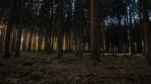 Herbstwald im Abendlicht