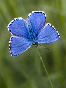 Himmelblauer Bläuling