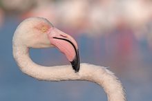 Flamingo II