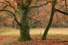 Herbst