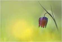 Fritillaria im Grünen