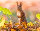 Herbsthörnchen
