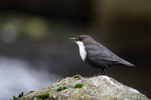 Nordische Wasseramsel