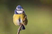Blaumeise