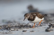 Helgoland