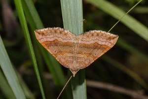 Scotopteryx chenopodiata