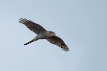 Helgoland