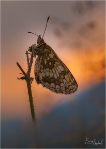 Perlmuttfalter im Abendlicht