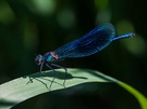 BLUE meets GREEN