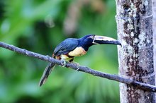 Collared Aracari (Pteroglossus torquatus)