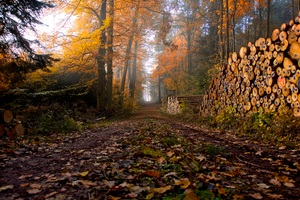 Herbstlicher Forstweg
