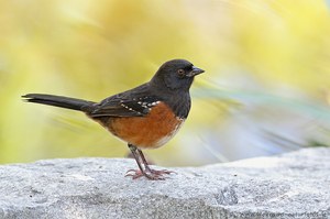 Spotted towhee