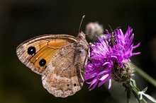 Der südliche Waldportier ..