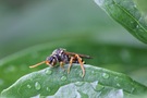 männl. Wespenbiene bei Regen