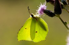 Gonepteryx rhamni