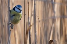 ~ blue tit ~