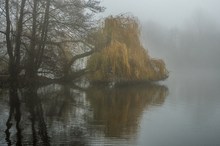 Morgennebel am See