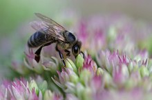 Nur ein Bienchen