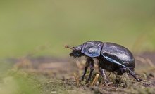 Der Waldmistkäfer