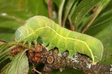 Die Variable Kätzcheneule