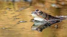 Im goldenen Wasser