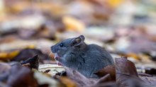 Futtersuche im Herbstlaub