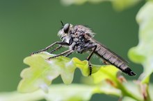 Barbarossa-Raubfliege,ein Weibchen.