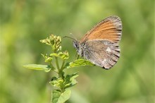 Rotbraunes Wiesenvögelchen