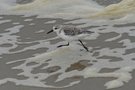 Sanderling