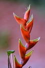 Heliconia wagneriana