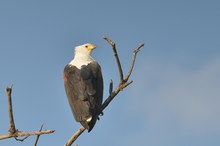 Schreiseeadler