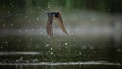 schon längst in wärmeren Gefilden