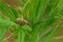 Großer Distelrüssler (Larinus sturnus)