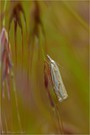 Hain Zünsler  (Crambus lathoniellus)