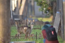 Rehe am Friedhof