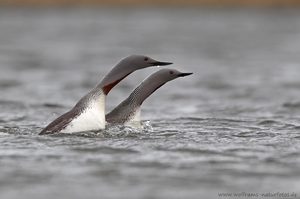 Synchronschwimmer