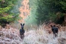 Zwei schwarze Rehe