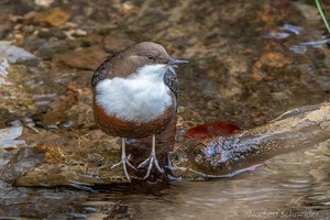 Wasseramsel (Cinclus cinclus)