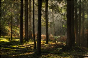 Waldspaziergang