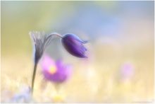 Pulsatilla Pulsatilla