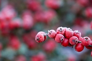 Frosted berries